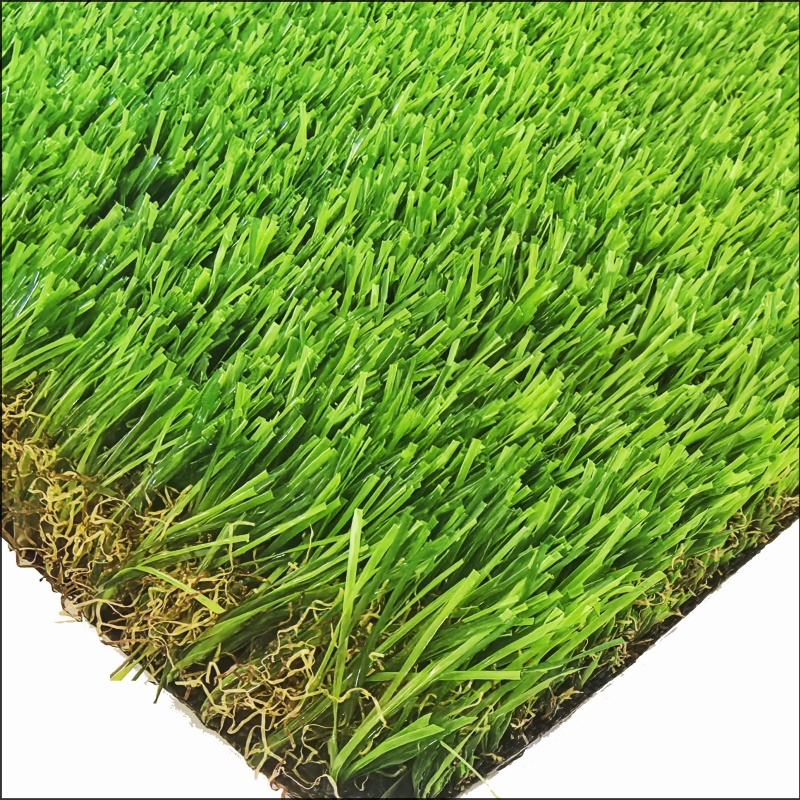 See More About Rumput Taman (GG35)